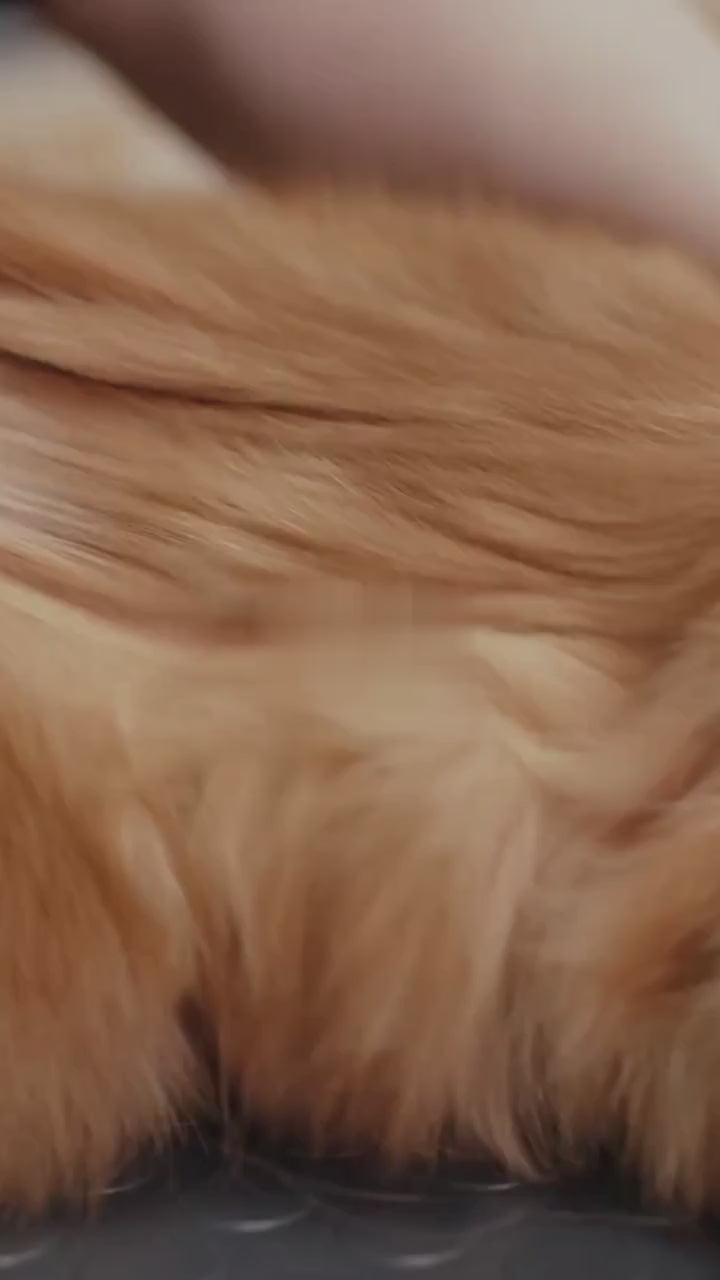 PetGroom Set 2+1 – Perie & mănușă cu pieptăn CADOU